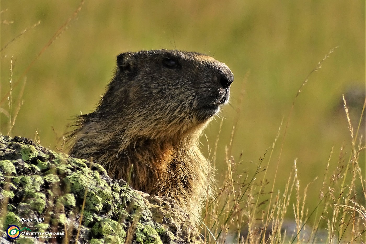 11 Marmotta in osservazione.JPG